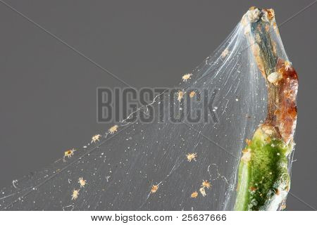 Spindel kvalster på den gren av en citron (tetranychinae)