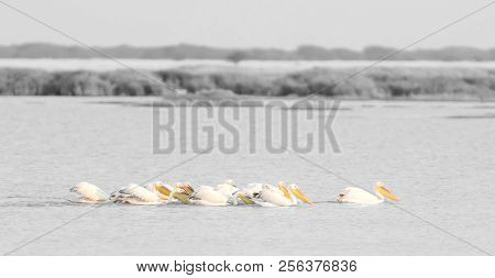 Pink Pelicans In The Makgadikgadi, Botswana
