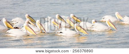 Pink Pelicans In The Makgadikgadi, Botswana