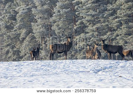 Portrait Of Deer Stag, While Looking At You In Winter Time. Adult Great Deer Cervus Elaphus , Dedica