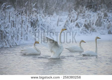 Beautiful White Whooping Swans Swimming In The Winter Lake. The Place Of Wintering Of Swans