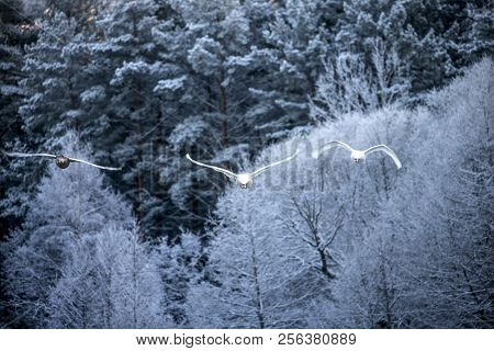Flying Swan Over The Lake On Winter Forest Background. White Swan. Nature Background.