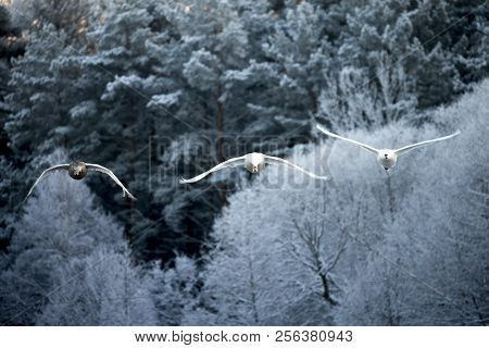 Forest Background. Flying Swan. White Swan. Nature Background.