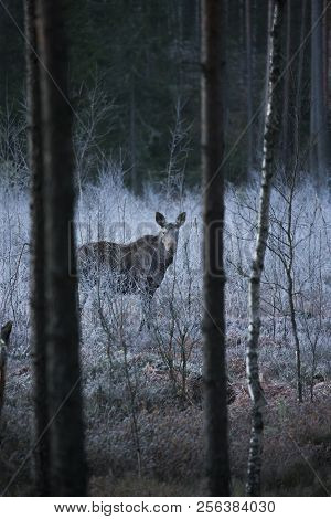 Wild Canadian Bull Moose With Antlers On A Parkway Roadside In The Snow In Autumn In Sweden.