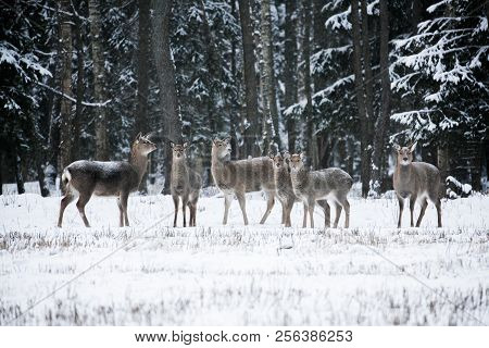 Group Of Deer, Cervus Nippon Dybowski, Dybowski's Sika Deer Or Manchurian Sika Deer. Family On Winte
