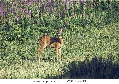 European Roe Deer Capreolus Capreolus In Wildlife On Floral Meadow