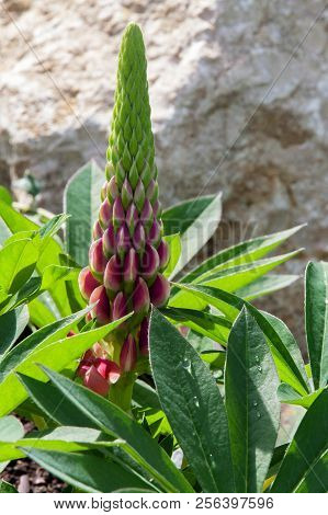 Lupine Blooming In The Green Garden In Summer.