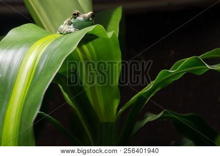 Amazon Milk Frog (trachycephalus Resinifictrix), Close Up