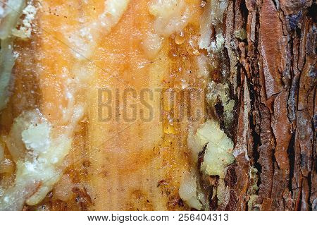 The Thickened Resin Of White Color On The Damaged Part Of Pine, A Conifer With Resin