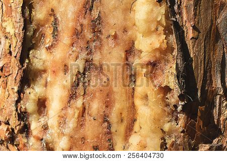The Area Of Pine To Which The Resin Flows, The Resin Is Thickened And Has A White-yellow Appearance