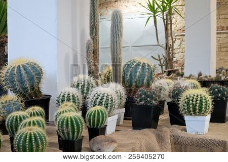 A Collection Of Cactusses In The Planters