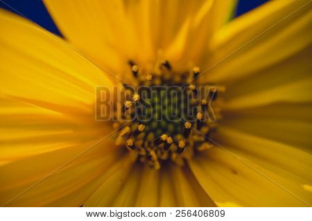 A Beautiful Yellow Flower Blooms, The Name Inula Ensifolia
