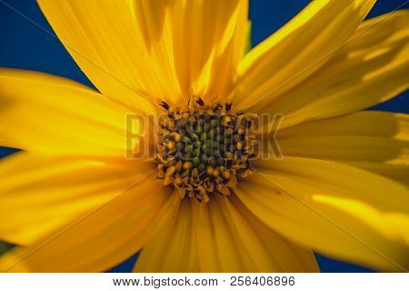 A Beautiful Yellow Flower Blooms, The Name Inula Ensifolia