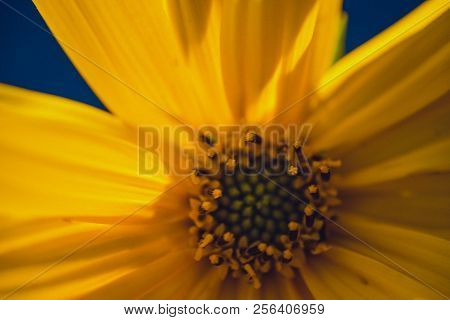 A Beautiful Yellow Flower Blooms, The Name Inula Ensifolia