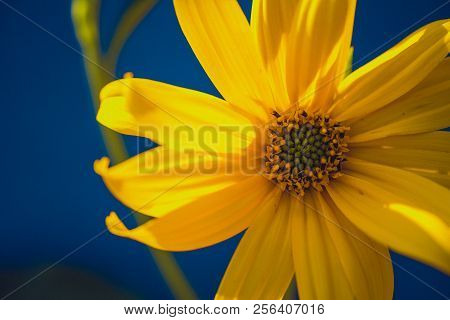 A Beautiful Yellow Flower Blooms, The Name Inula Ensifolia