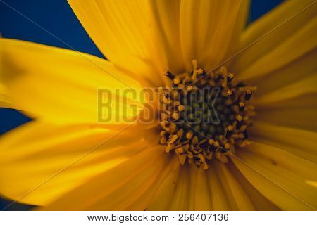 A Beautiful Yellow Flower Blooms, The Name Inula Ensifolia