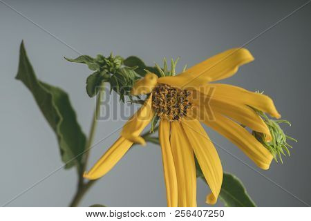 A Beautiful Yellow Flower Blooms, The Name Inula Ensifolia