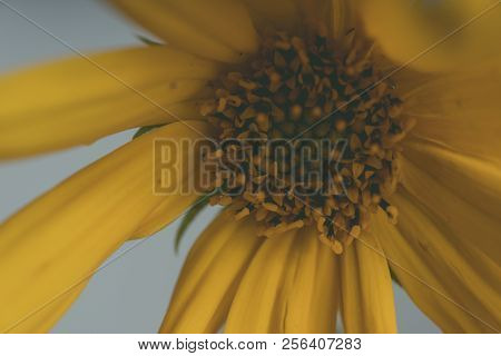 A Beautiful Yellow Flower Blooms, The Name Inula Ensifolia