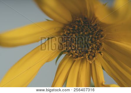 A Beautiful Yellow Flower Blooms, The Name Inula Ensifolia