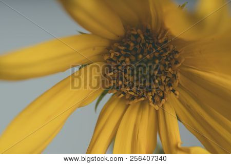 A Beautiful Yellow Flower Blooms, The Name Inula Ensifolia