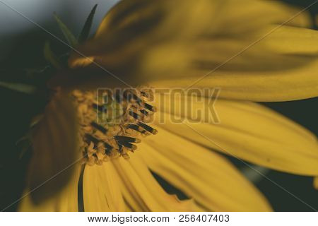 A Beautiful Yellow Flower Blooms, The Name Inula Ensifolia