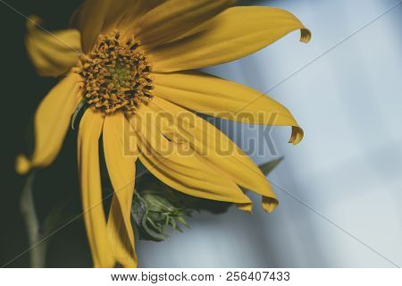 A Beautiful Yellow Flower Blooms, The Name Inula Ensifolia