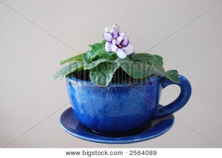 Violetsinacup10Jpg