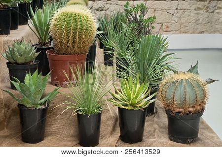A Collection Of Cactusses In The Planters