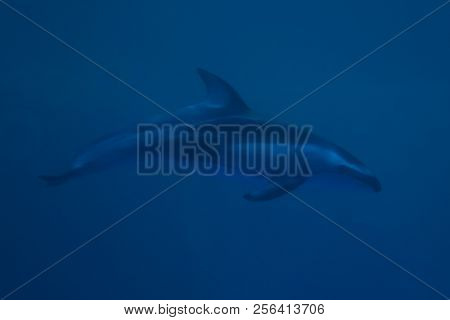 Bottlenose Dolphin Side View Swimming Underwater Blue, Animal, Tursiops, Nature