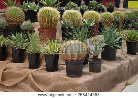 A Aollection Of Cactusses In The Planters