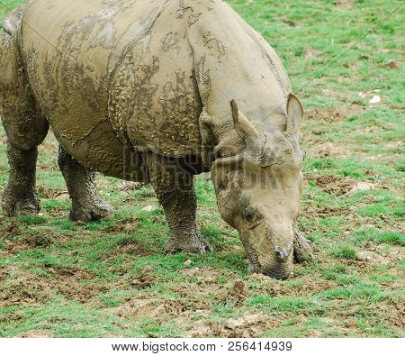 A Picture Of A Rhinocerous Grazing On Grass