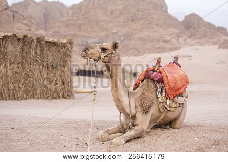 Muzzle Camel In Sharm El Sheikh, Egypt. Animal In Desert.