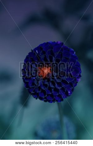 Dahlia Pompon Dark In The Garden Against A Blurred Natural Background Close-up. Flower Background
