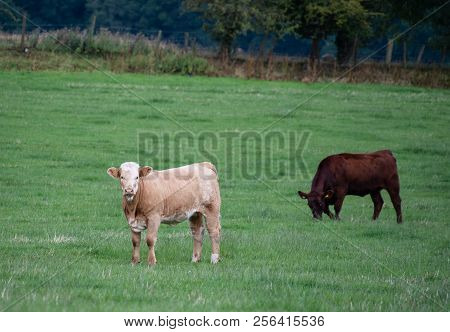 A Pair Of Cows Grazing In A Scottish Field
