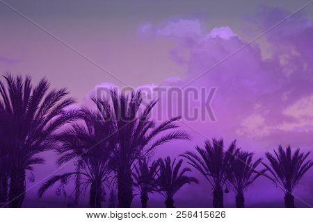 Palm Trees On Toned Ultraviolet Sky Background. Ultra Violet Toning