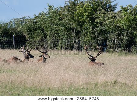 Red Deer Sitting In Long Grass Near Linlthgow In Scotland