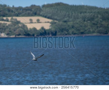 A Common Tern Flying Over The Waters Of The Firth Of Forth
