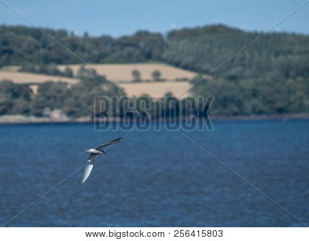 A Common Tern Flying Over The Waters Of The Firth Of Forth
