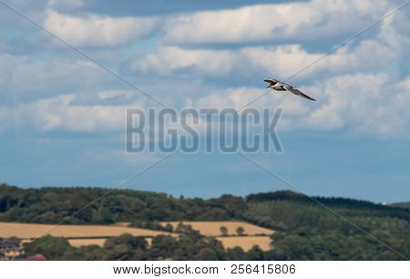 A Common Tern Flying Over The Scottish Hills Near The Forth Of Firth