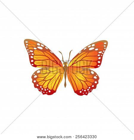 Beautiful Butterfly Isolated. Insect Icon. Vector Illustration