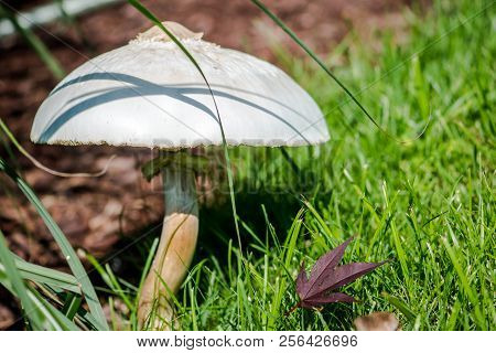 Giant Mushroom Growing On The Lawn Next To A Leaf