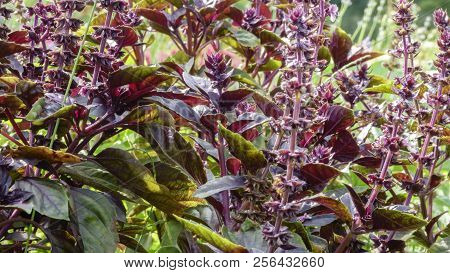 Spicy Grass Basil Fragrant (ordinary, Gargoyle, Camphor) Blossoms Close-up
