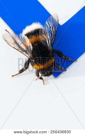Closeup Of Buff-tailed Bumblebee Isolated On White And Blue Surface