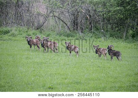 Alfa Moufflons On Meadow Near Forest Pointing At Camera