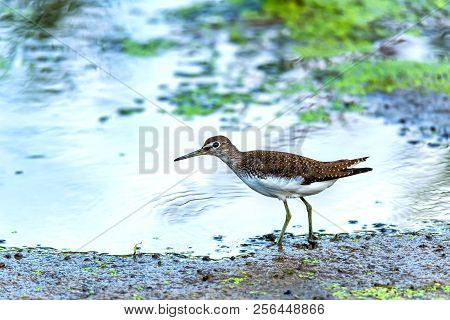 Green Sandpiper Or Tringa Ochropus Walks On Lake