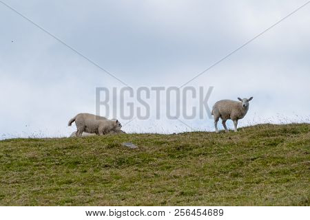 White Whool Sheeps On Hill In Wales