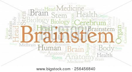 Brainstem Word Cloud. Wordcloud Made With Text Only.