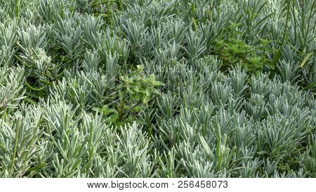 Spicy Grass Rosemary Fragrant (ordinary, Gargoyle, Camphor) Blossoms Close-up