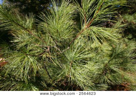 Background – Pine Branches