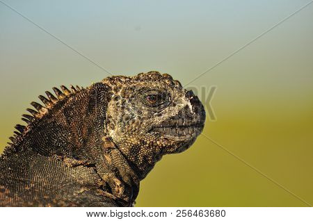 Close Up Of The Head Of An Iguana  In Galapagos Islands, Ecuador